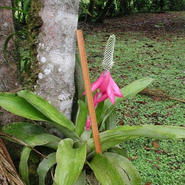 Aechmea mariae-reginae Rinde