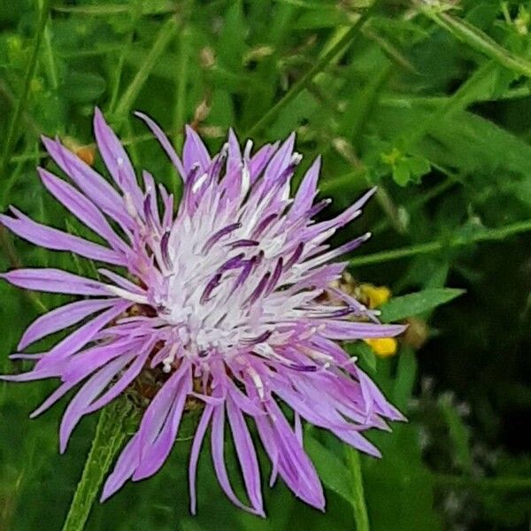 Centaurea napifolia Кветка