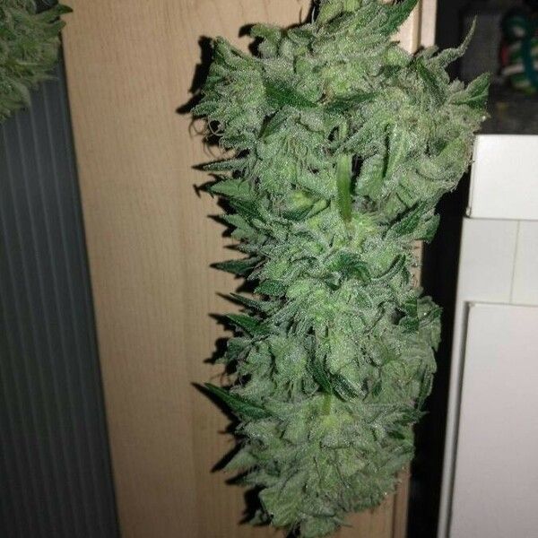 Cannabis sativa 花