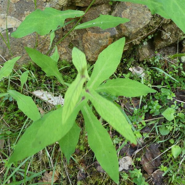 Prenanthes purpurea List