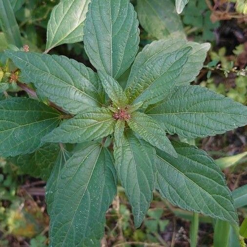 Acalypha virginica Levél