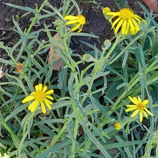 Senecio inaequidens 整株植物