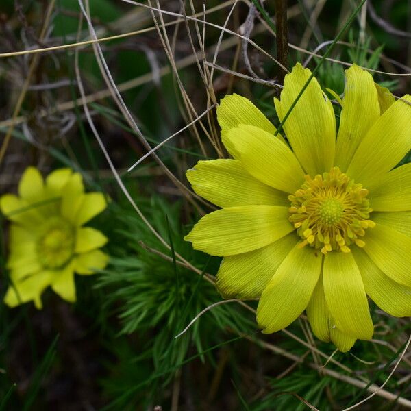 Adonis vernalis Kwiat