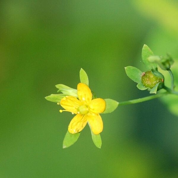 Hypericum mutilum Blomst