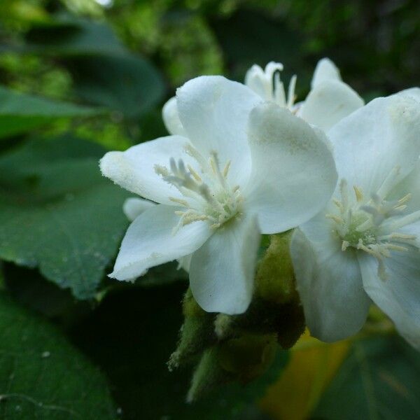 Dombeya acutangula Flower