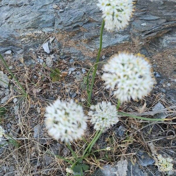 Allium subvillosum Floro