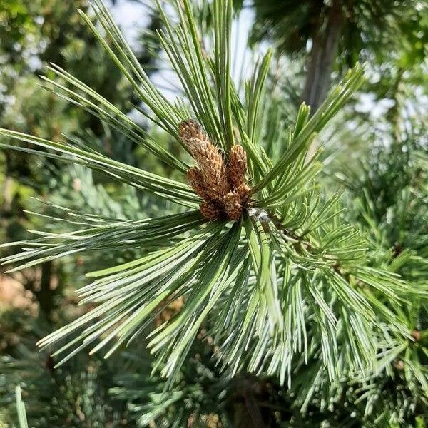 Pinus flexilis Folla