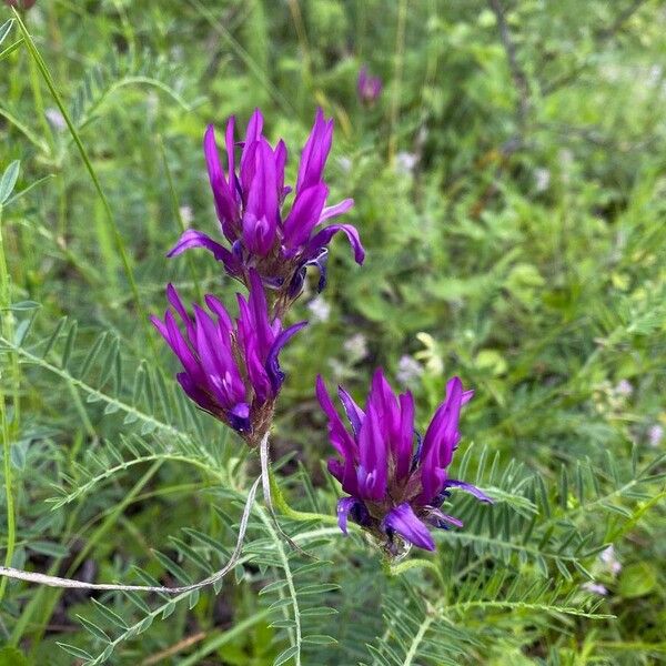 Astragalus onobrychis Žiedas