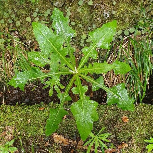 Sonchus fruticosus Φύλλο