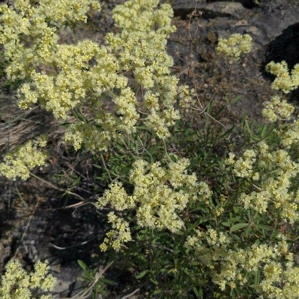 Eriogonum heracleoides Lehti