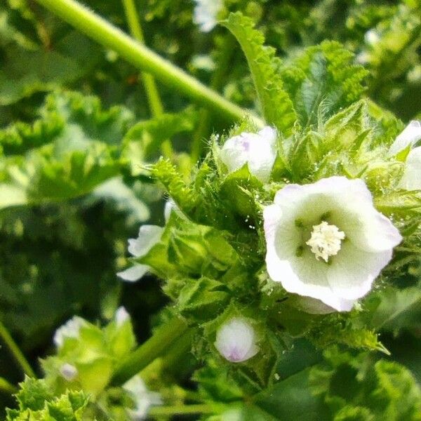 Malva verticillata Kukka