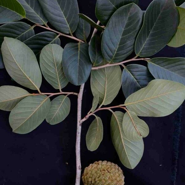 Annona crassiflora Blad