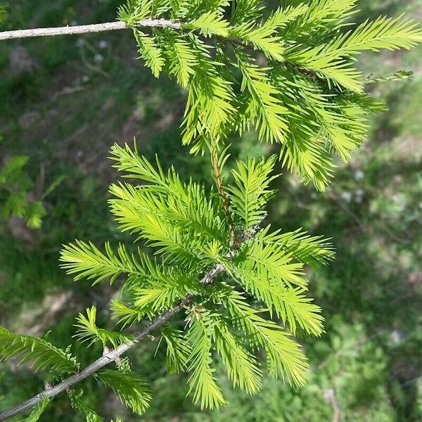 Taxodium distichum Листок