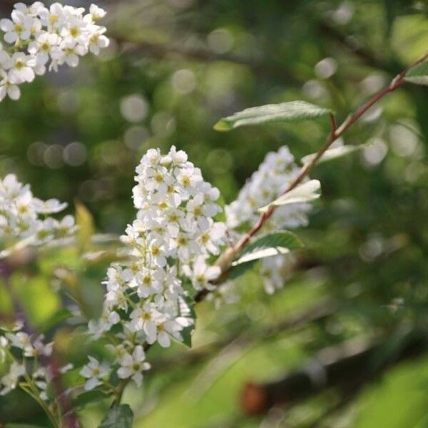 Prunus padus Floare