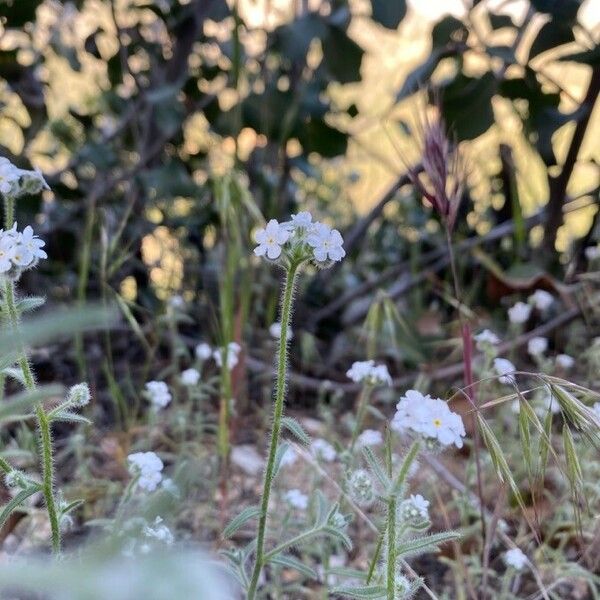 Cryptantha clevelandii Blomst