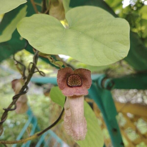 Aristolochia macrophylla Квітка