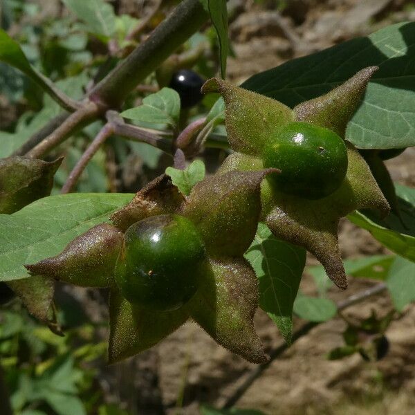 Atropa bella-donna Φρούτο