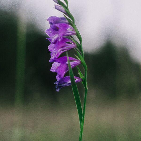 Gladiolus imbricatus Fleur