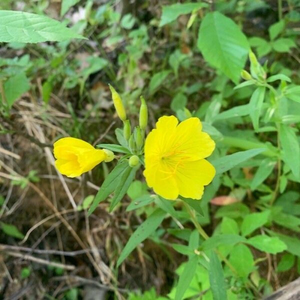 Oenothera fruticosa Flor