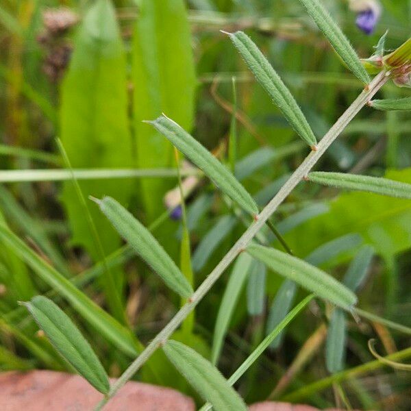 Vicia sativa Yaprak