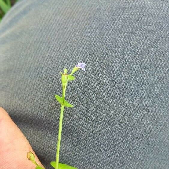 Torenia crustacea Λουλούδι