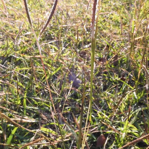 Dichanthium aristatum Blüte