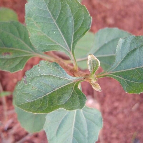 Acanthospermum australe Leaf