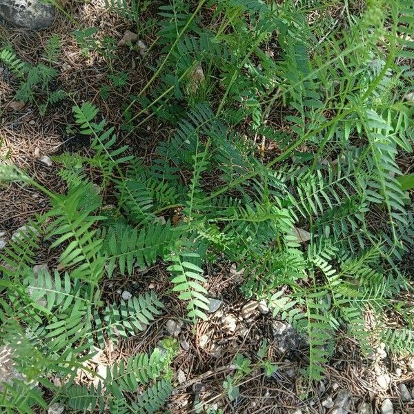 Vicia tenuifolia Leaf