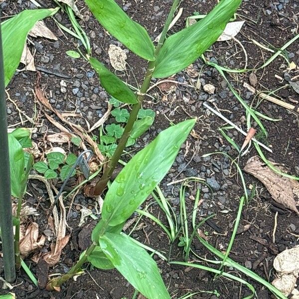 Hedychium coronarium Blatt