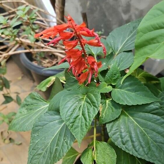 Salvia splendens 花