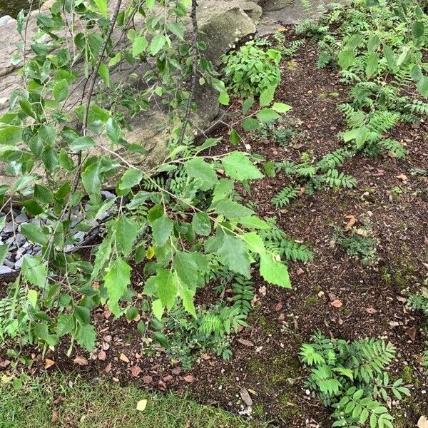 Betula nigra Blad