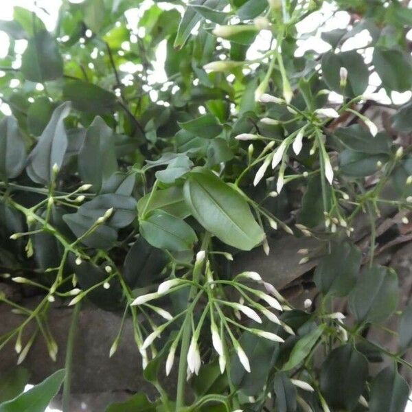 Jasminum polyanthum Кветка