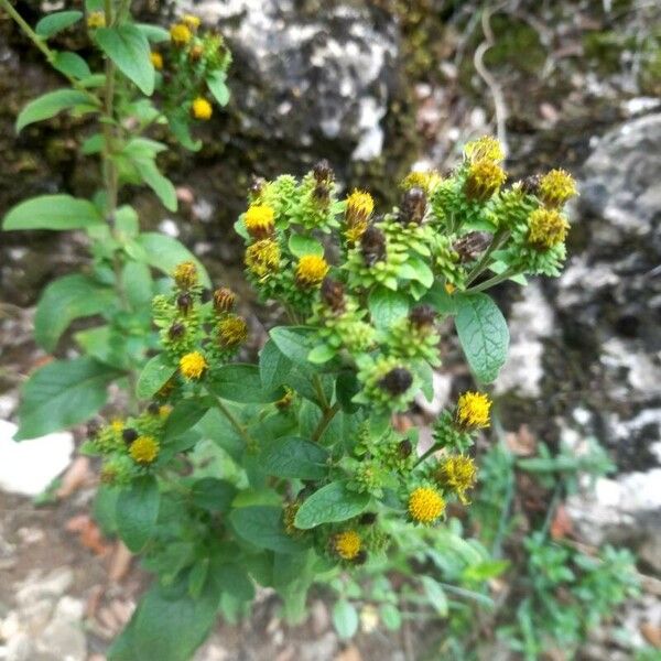 Inula conyza Kvet