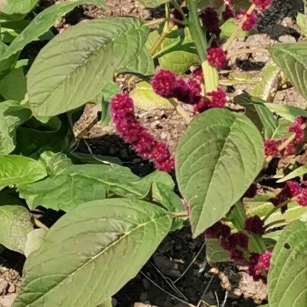 Amaranthus caudatus Frunză