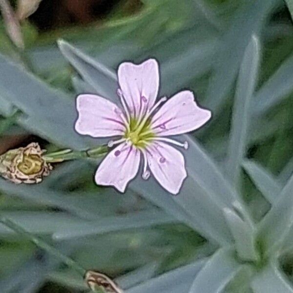 Dianthus plumarius 花