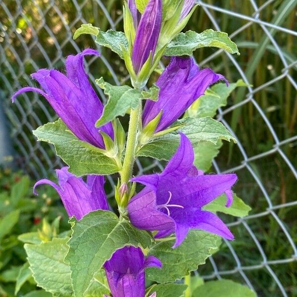 Campanula latifolia Flower