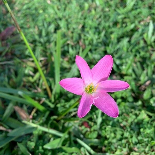 Zephyranthes carinata Fiore