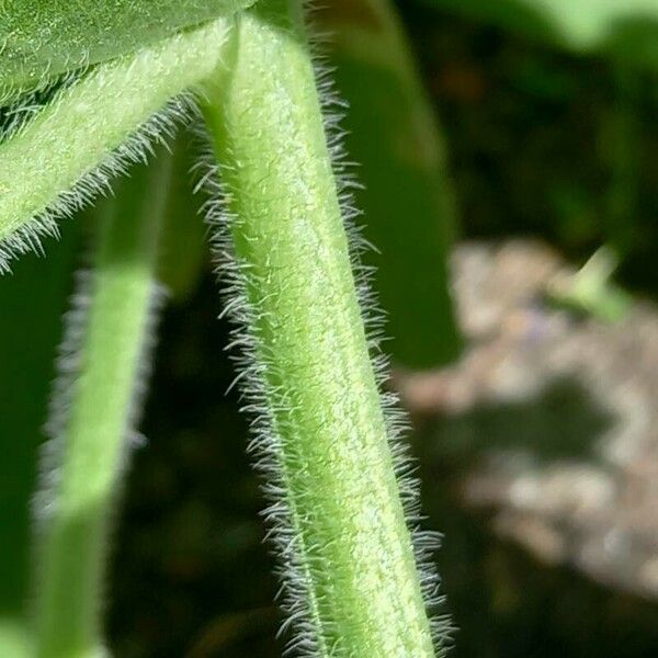 Anchusa officinalis 樹皮