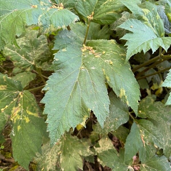 Heracleum maximum Folla