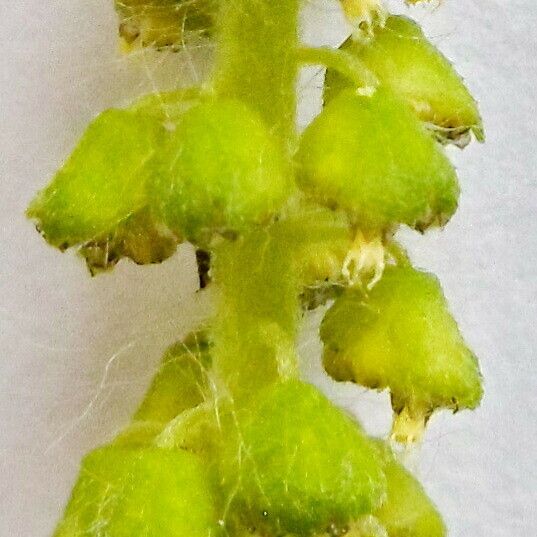 Ambrosia artemisiifolia Flower