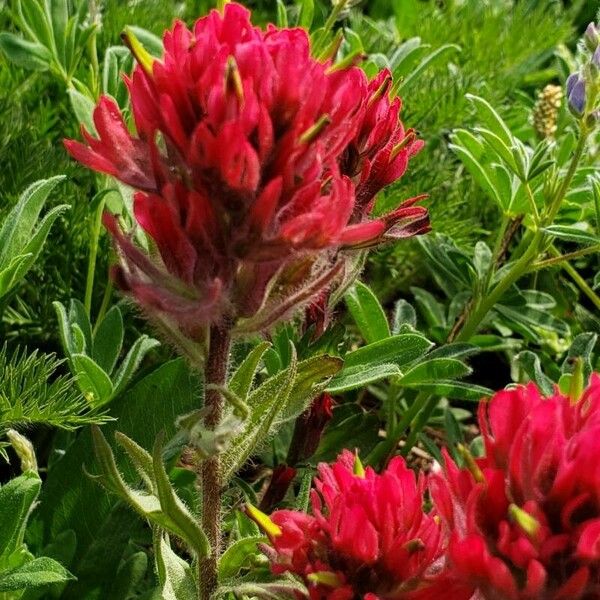 Castilleja parviflora 花