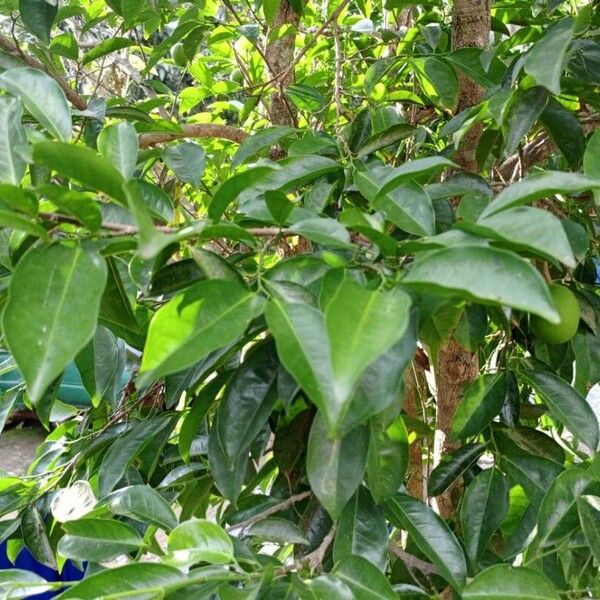 Irvingia gabonensis Leaf
