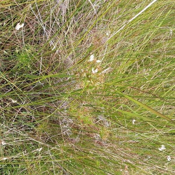 Cyperus haspan Habitat