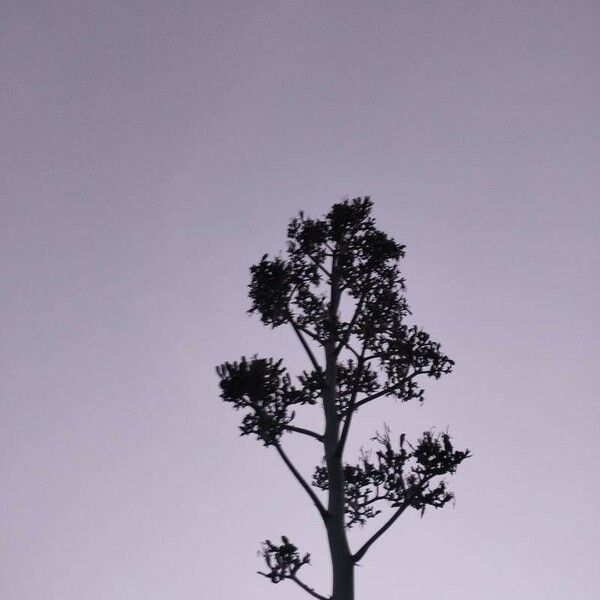 Agave americana Цветок