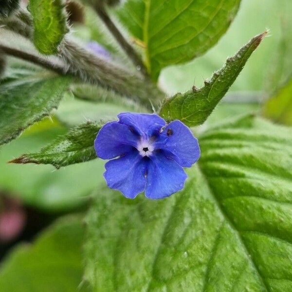 Pentaglottis sempervirens Flower