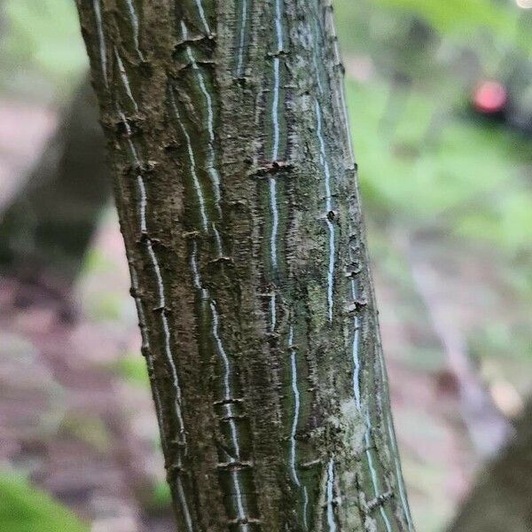 Acer pensylvanicum Bark