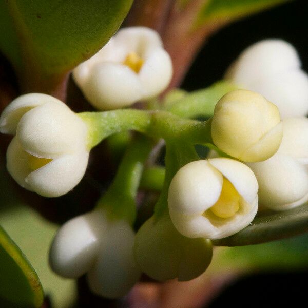 Osmanthus austrocaledonicus Flor