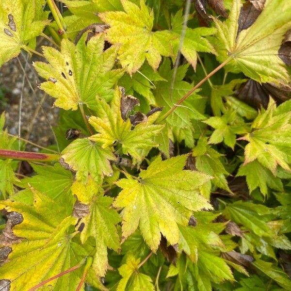 Acer shirasawanum Лист