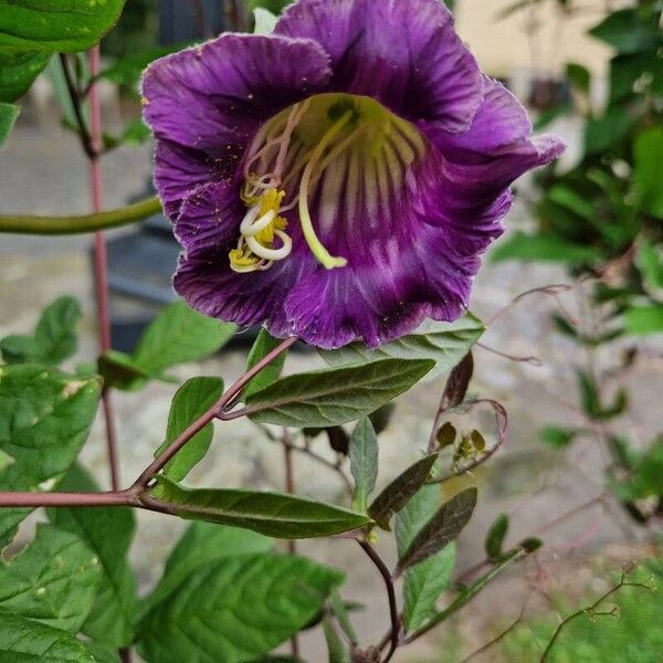 Cobaea scandens Õis