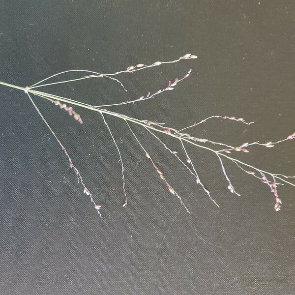 Panicum coloratum Lorea